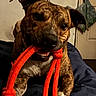 Max joined the competition — help win amazing prizes! dog, brindle, toy, rope_toy, indoor, bed, blanket, playful, pet, canine, animal, mouth, ears, face, fur, door, plastic_bag, wall, time_display, screen_overlay
