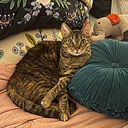 Lilo joined the competition — help win amazing prizes! blanket, cat, comfort, cozy, cushion, domestic_animal, elephant_toy, feline, floral_pattern, fur, green_eyes, indoor, pet, pillow, plush_toy, relaxed, resting, soft_texture, striped_fur, tabby_cat