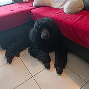 Prince Noir participe au concours pour gagner de l'argent avec cette photo : dog, black_dog, poodle, curly_fur, lying_down, floor_tiles, couch, red_blanket, cushion, window_light, indoor, living_room, pet, furniture, home, cozy, relaxing, animal, canine, domestic