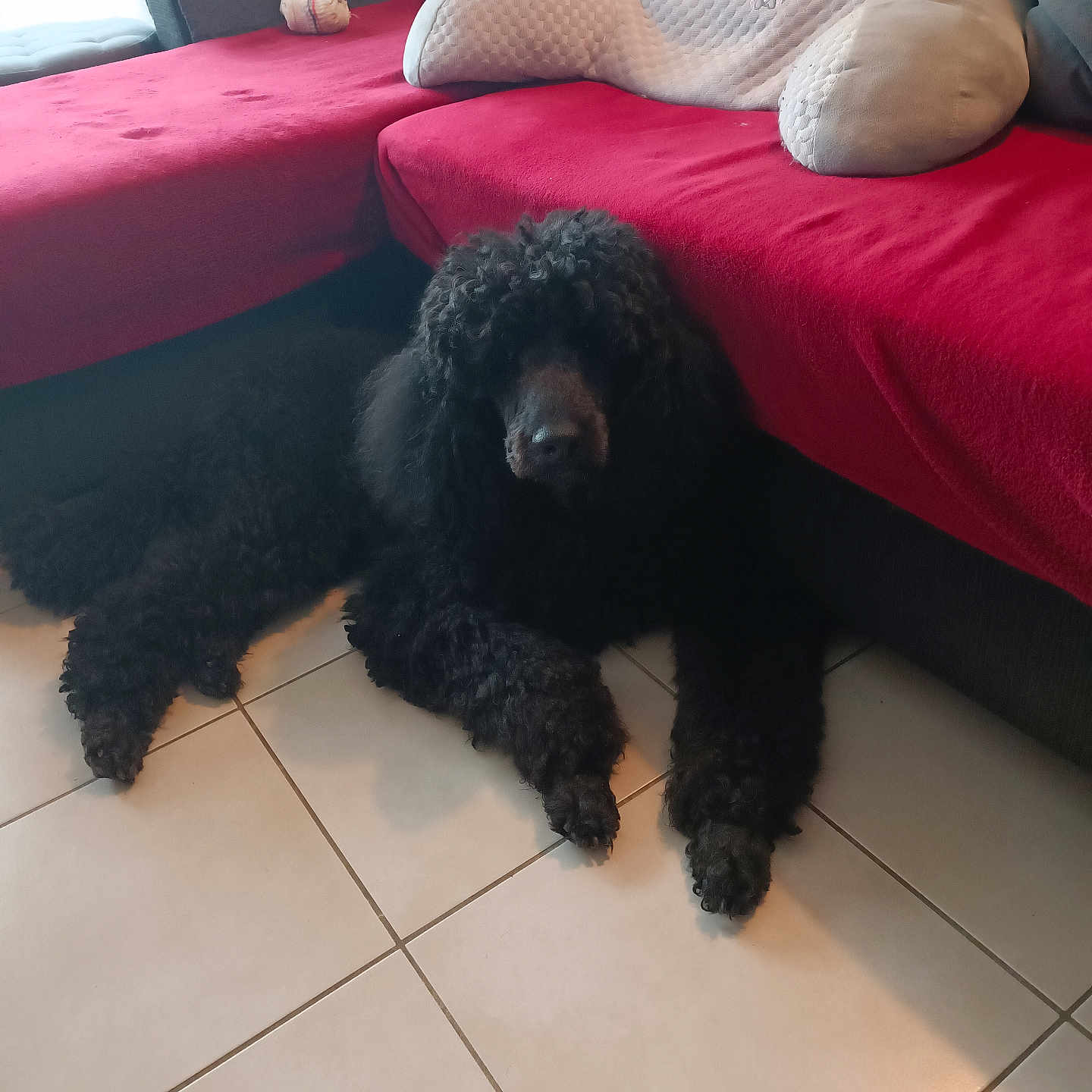 Prince Noir participe au concours pour gagner de l'argent avec cette photo : animal, black_dog, canine, couch, cozy, curly_fur, cushion, dog, domestic, floor_tiles, furniture, home, indoor, living_room, lying_down, pet, poodle, red_blanket, relaxing, window_light