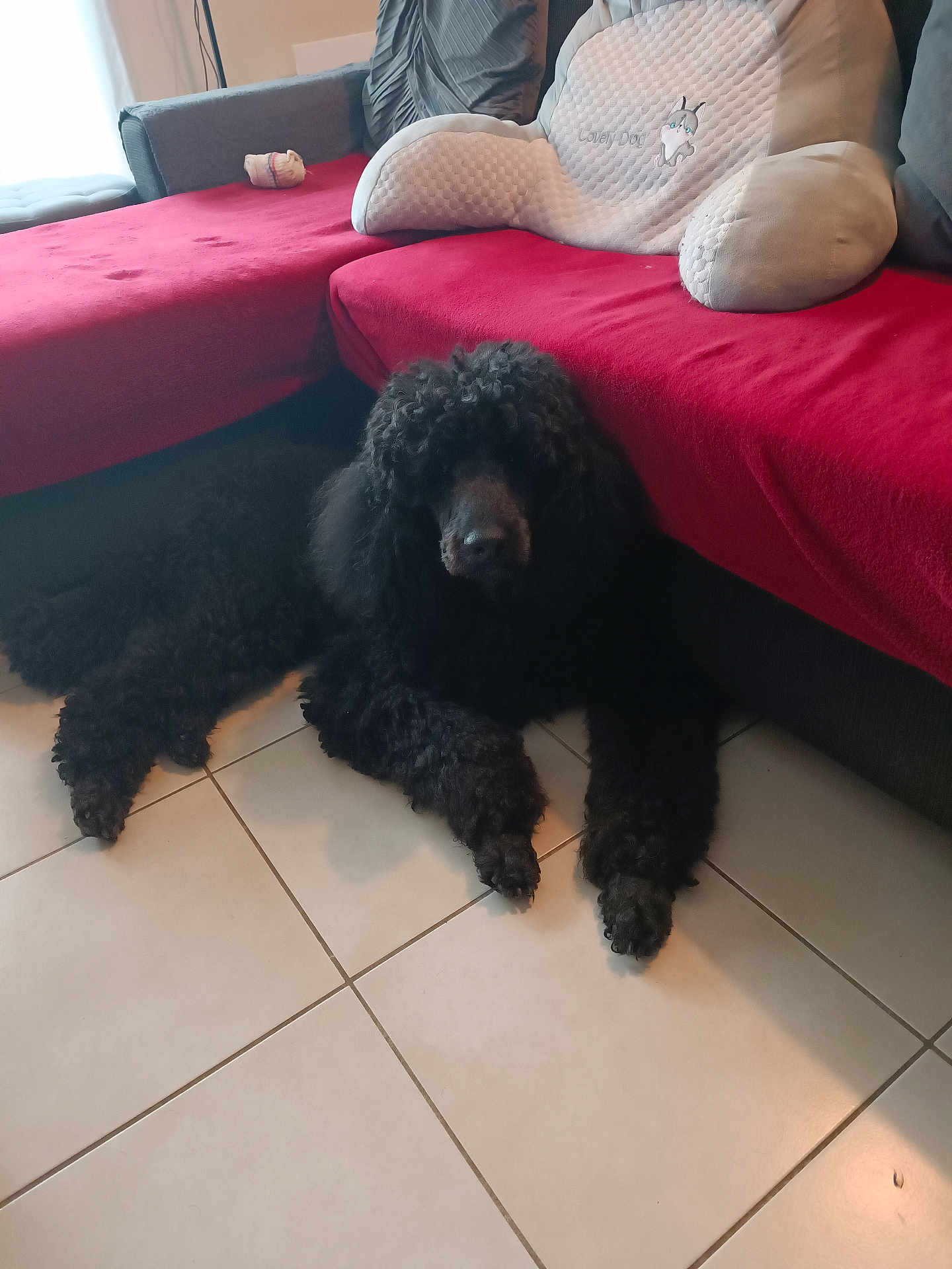 Prince Noir participe au concours pour gagner de l'argent avec cette photo : dog, black_dog, poodle, curly_fur, lying_down, floor_tiles, couch, red_blanket, cushion, window_light, indoor, living_room, pet, furniture, home, cozy, relaxing, animal, canine, domestic