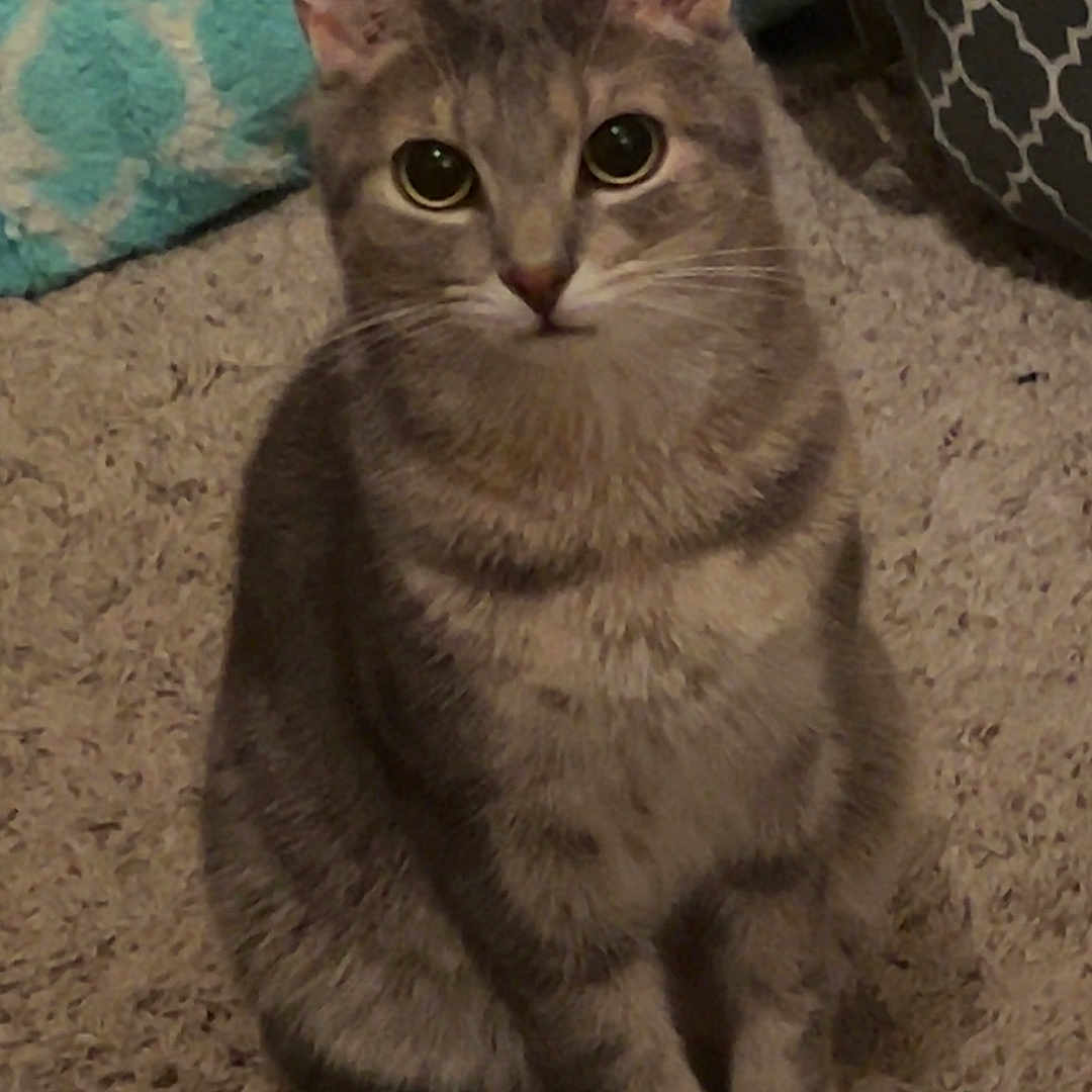 Benji joined the competition — help win amazing prizes! cat, gray_cat, tabby, pet, indoor, carpet, blanket, basket, sitting, fur, whiskers, ears, tail, eyes, cute, animal, feline, home, cozy, curious