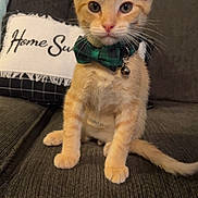 Puffers is registered to the contest to win money with this photo: kitten, cat, orange_tabby, bow_tie, pet, animal, indoor, couch, pillow, home, cute, sitting, feline, domestic_cat, young_cat, whiskers, ears, collar, bell, furniture
