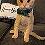 kitten, cat, orange_tabby, bow_tie, pet, animal, indoor, couch, pillow, home, cute, sitting, feline, domestic_cat, young_cat, whiskers, ears, collar, bell, furniture