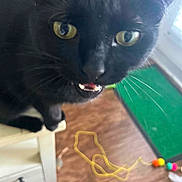 Tinkerbell is registered to the contest to win money with this photo: cat, black_cat, golden_eyes, feline, pet, animal, close_up, portrait, whiskers, fur, teeth, staring, playful, indoor, wooden_floor, green_surface, cat_toy, rubber_band, colorful_beads, dramatic_expression