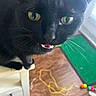 cat, black_cat, golden_eyes, feline, pet, animal, close_up, portrait, whiskers, fur, teeth, staring, playful, indoor, wooden_floor, green_surface, cat_toy, rubber_band, colorful_beads, dramatic_expression