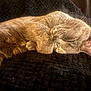 Ginzi joined the competition — help win amazing prizes! cat, sleeping, fur, whiskers, cozy, blanket, resting, pet, animal, cute, relaxed, indoor, closeup, soft, texture, mammal, feline, peaceful, nap, warm