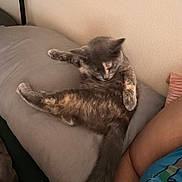 Ginzi joined the competition — help win amazing prizes! cat, gray_cat, pillow, indoor, relaxing, feline, pet, fur, animal, sleepy, resting, person, arm, colorful_shirt, couch, cozy, casual, home, comfort, laying_down