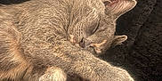 Ginzi joined the competition — help win amazing prizes! cat, sleeping, gray_fur, pet, cozy, black_blanket, feline, resting, cute, whiskers, paw, closeup, indoor, animal, soft_texture, peaceful, relaxation, fur, nap, domestic