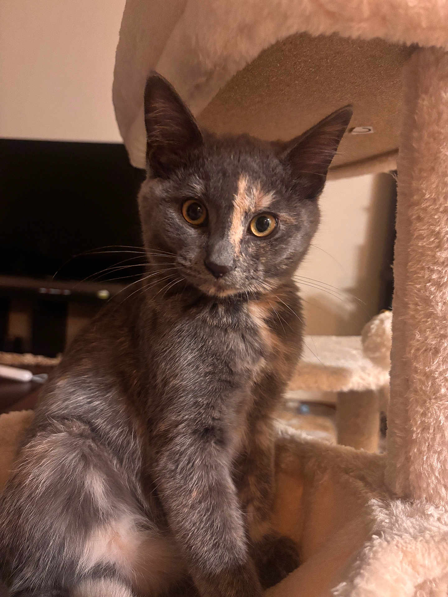 Ginzi joined the competition — help win amazing prizes! cat, kitten, tortoiseshell, feline, pet, indoor, plush, cat_tree, fur, whiskers, ears, eyes, closeup, curious, sitting, domestic, animal, cute, soft, young