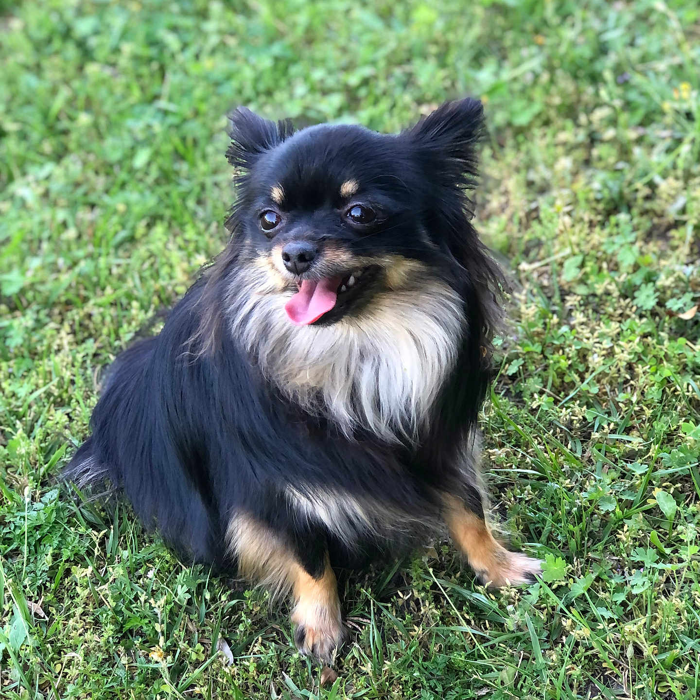 Tina a rejoint le concours — aidez-le/la à gagner de superbes lots ! animal, bodypart, canine, chihuahua, cockerspaniel, dog, field, grass, grassland, green, lawn, mouth, nature, outdoors, papillon, pet, plant, puppy, vegetation, yard