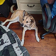 Missy joined the competition — help win amazing prizes! animal, black, brown, camouflage_pattern, chair, cozy, dog, dresser, floor, furniture, home, indoor, jeans, looking, lying_down, person, pet, quilt, tan, wooden_floor