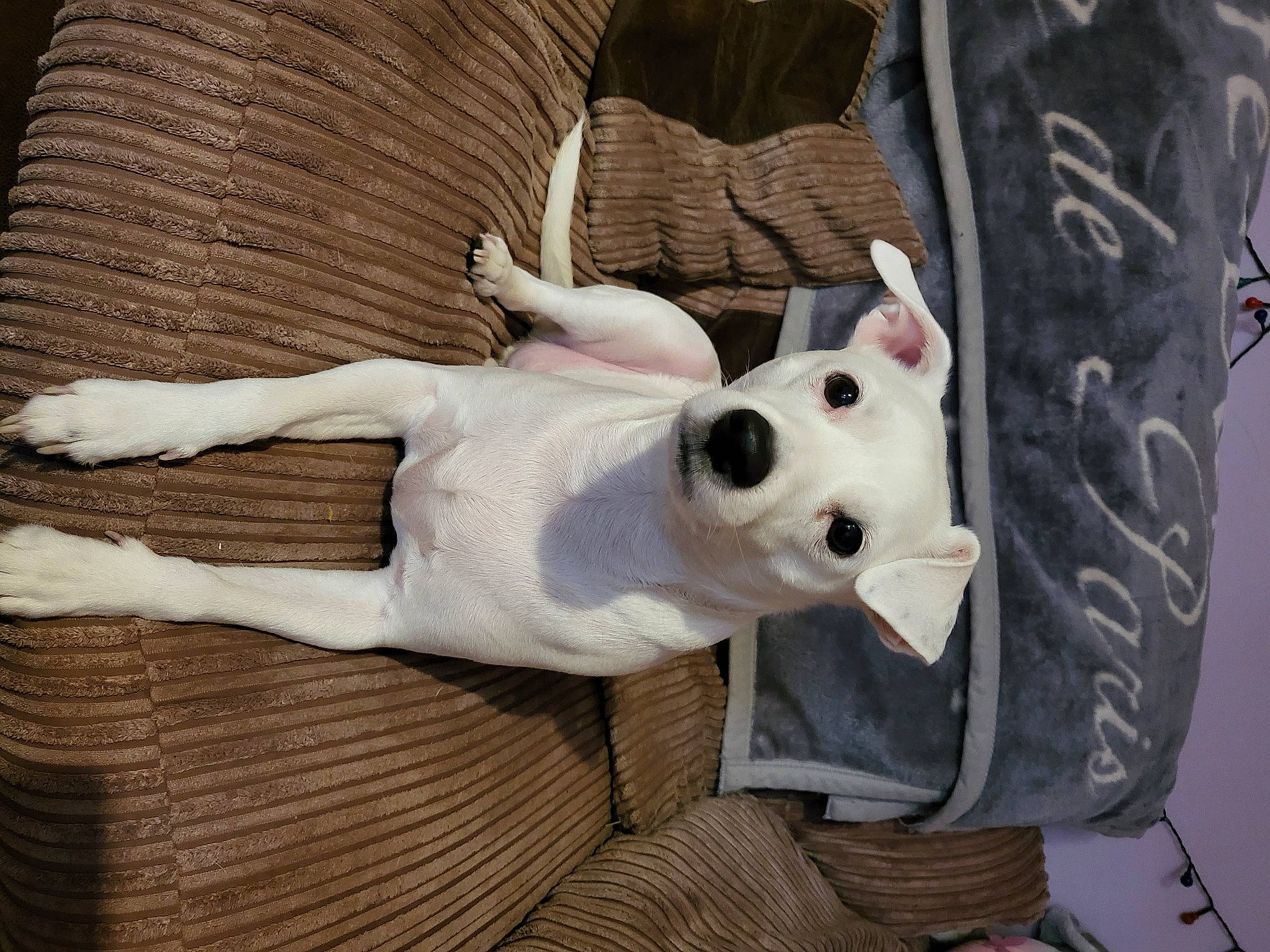 Barney is registered to the contest to win money with this photo: art, canidae, carmine, carnivore, comfort, companion_dog, dog, dog_breed, door, fur, grey, hardwood, linens, pattern, room, sporting_group, toy, visual_arts, wood, working_animal