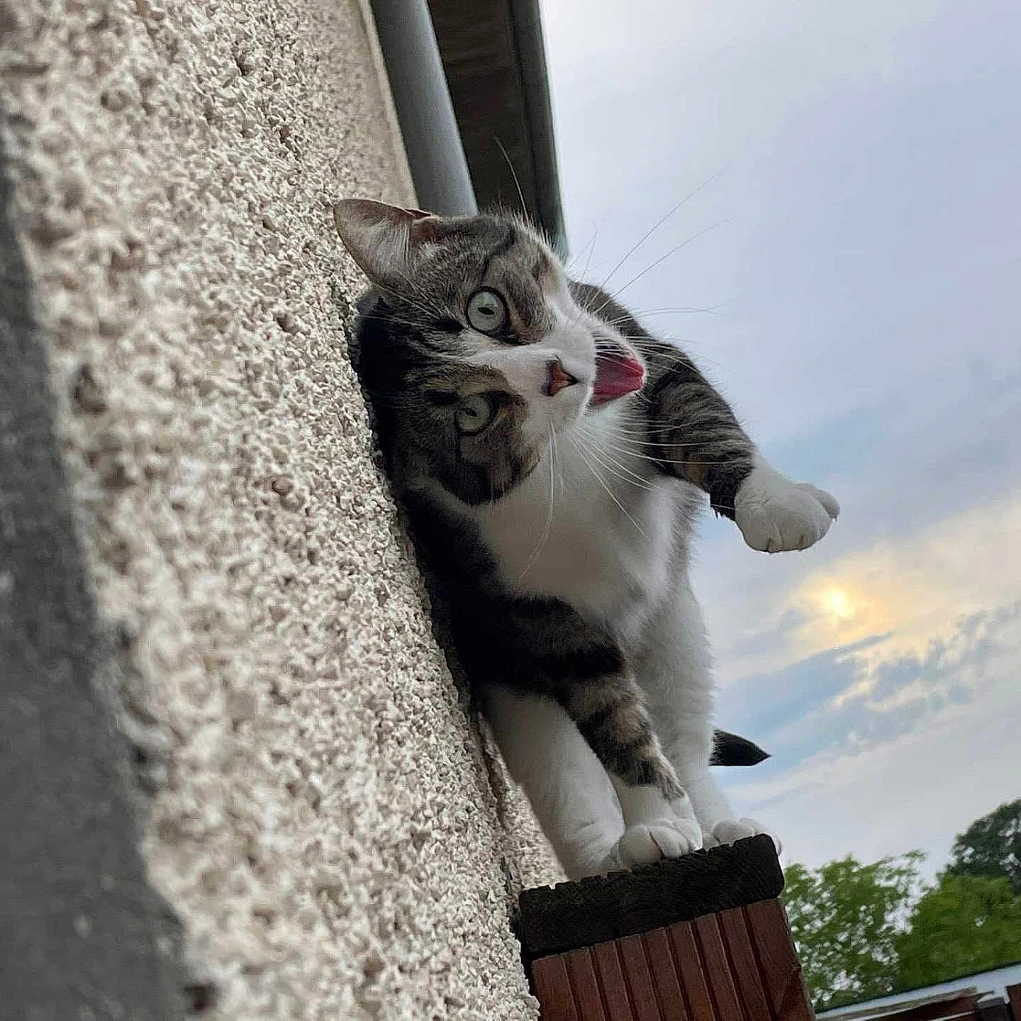 Poupette participe au concours pour gagner de l'argent avec cette photo : animal, cat, cloudy, curious, daytime, expression, feline, nature, outdoor, paw, pet, playful, post, sky, texture, tongue, tree, wall, whiskers, wood