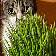Poupette participe au concours pour gagner de l'argent avec cette photo : animal, cat, closeup, curious, domestic_cat, ears, eyes, face, feline, fur, grass, green, indoor, muzzle, nature, orange_background, pet, plant, tabby, whiskers