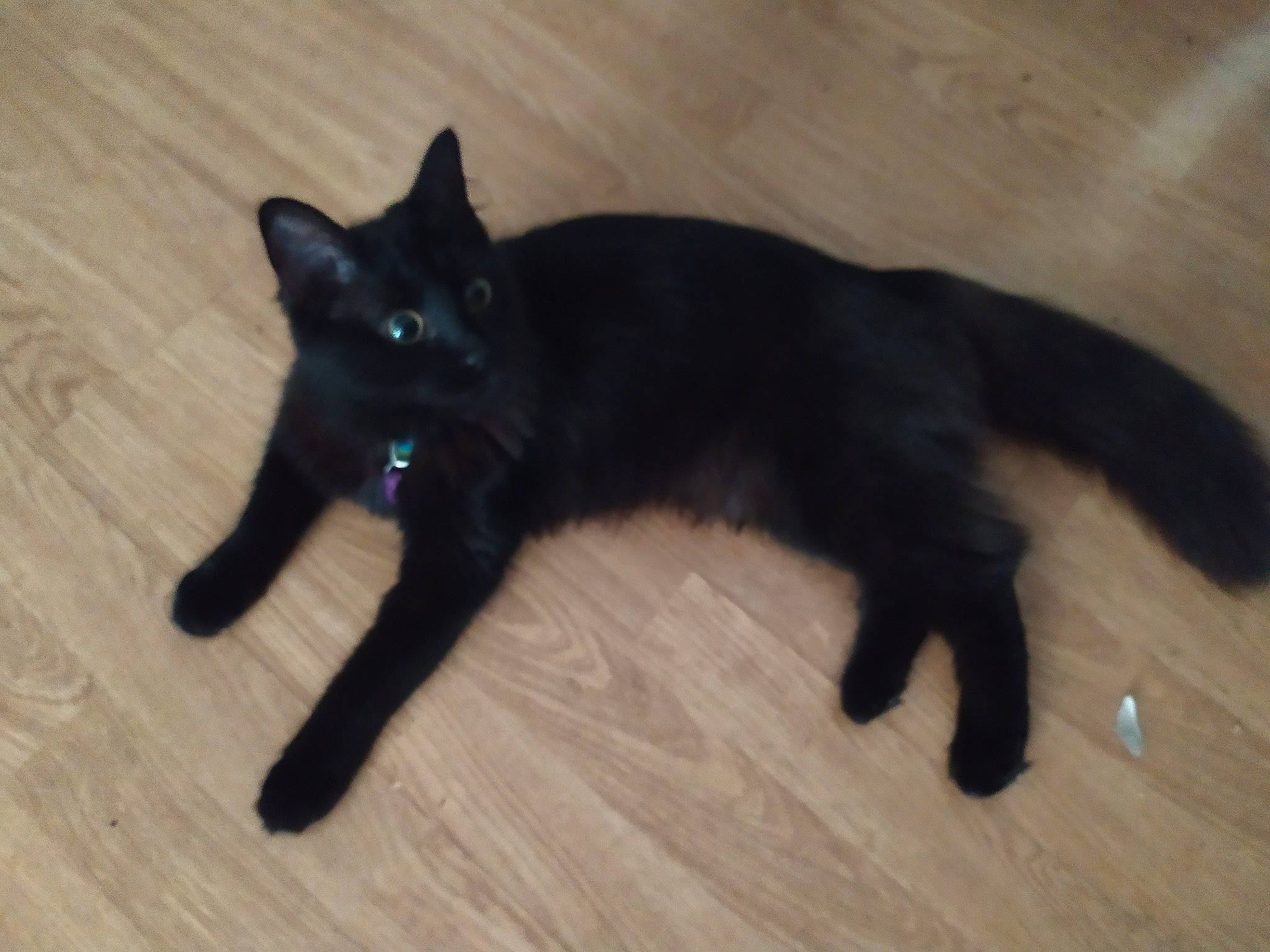 Mayari a rejoint le concours — aidez-le/la à gagner de superbes lots ! black_cat, bombay, carnivore, cat, claw, dog_breed, domestic_short_haired_cat, felidae, flooring, formal_wear, fur, hardwood, havana_brown, small_to_medium_sized_cats, tail, terrestrial_animal, whiskers, wood, wood_flooring, wood_stain