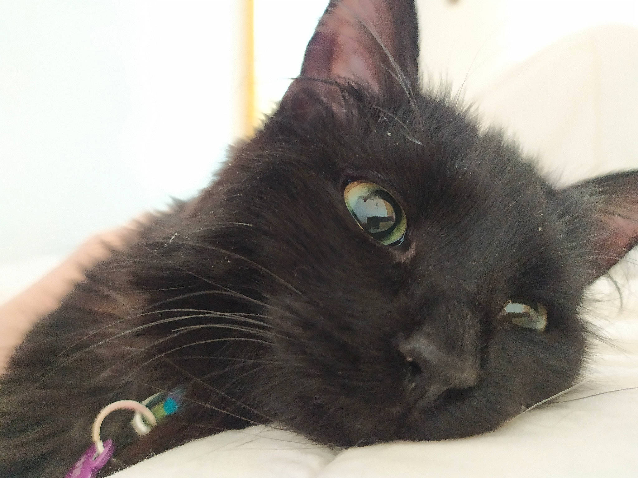 Mayari participe au concours pour gagner de l'argent avec cette photo : black_cat, bombay, carnivore, cat, claw, comfort, domestic_short_haired_cat, ear, felidae, fur, iris, small_to_medium_sized_cats, snout, tail, whiskers