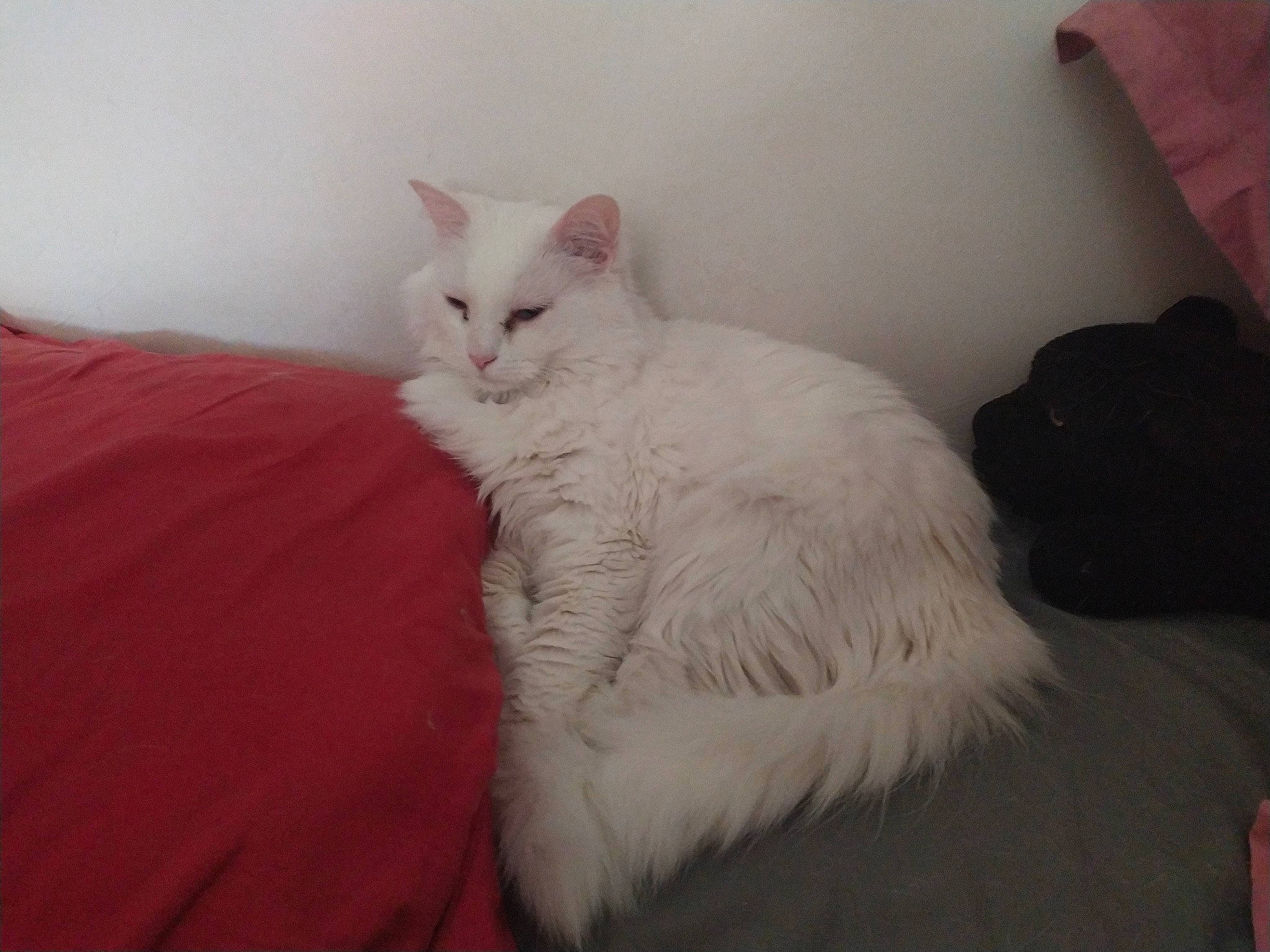 Lilwenn participe au concours pour gagner de l'argent avec cette photo : bed, bed_sheet, bedding, carnivore, cat, claw, comfort, domestic_short_haired_cat, felidae, fur, hardwood, nap, paw, room, small_to_medium_sized_cats, tail, whiskers