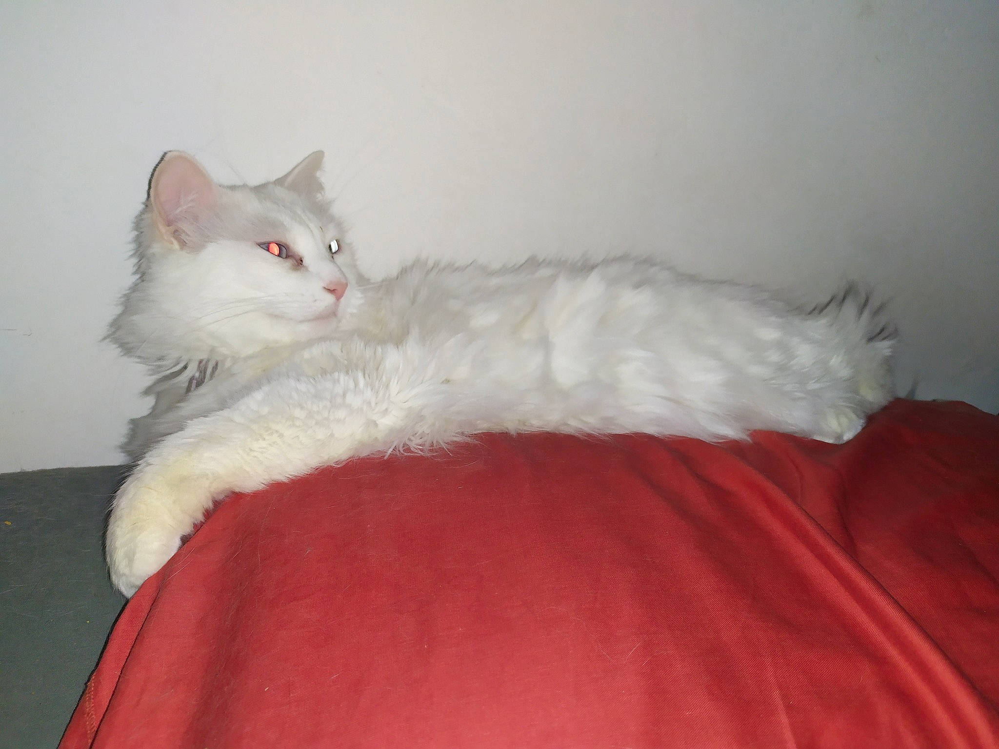 Lilwenn a rejoint le concours — aidez-le/la à gagner de superbes lots ! abdomen, bed, bedding, carnivore, cat, claw, comfort, couch, domestic_short_haired_cat, eye, fawn, felidae, fur, human_body, paw, sitting, small_to_medium_sized_cats, tail, whiskers