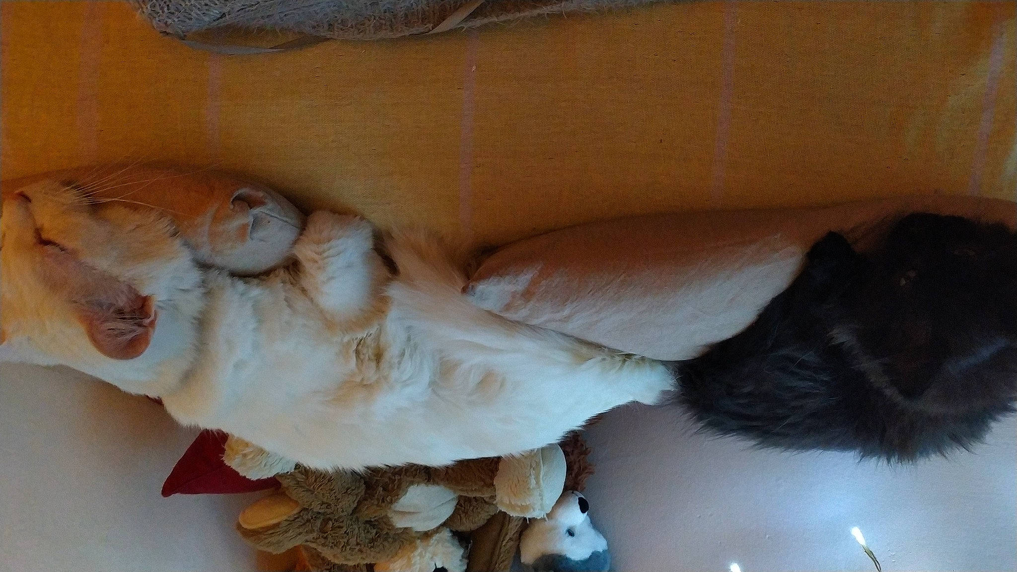 Lilwenn a rejoint le concours — aidez-le/la à gagner de superbes lots ! agaricaceae, child, edible_mushroom, fashion_accessory, fawn, fungus, fur, hair_accessory, ingredient, jaw, medicinal_mushroom, mushroom, natural_material, peach, sculpture, stuffed_toy, toy, whiskers, wood