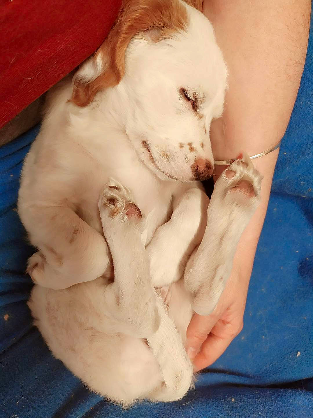 Suki a rejoint le concours — aidez-le/la à gagner de superbes lots ! blue, carnivore, comfort, companion_dog, dog, dog_breed, ear, fawn, finger, foot, gesture, head, human_body, jaw, leg, nail, paw, snout, sporting_group, working_animal