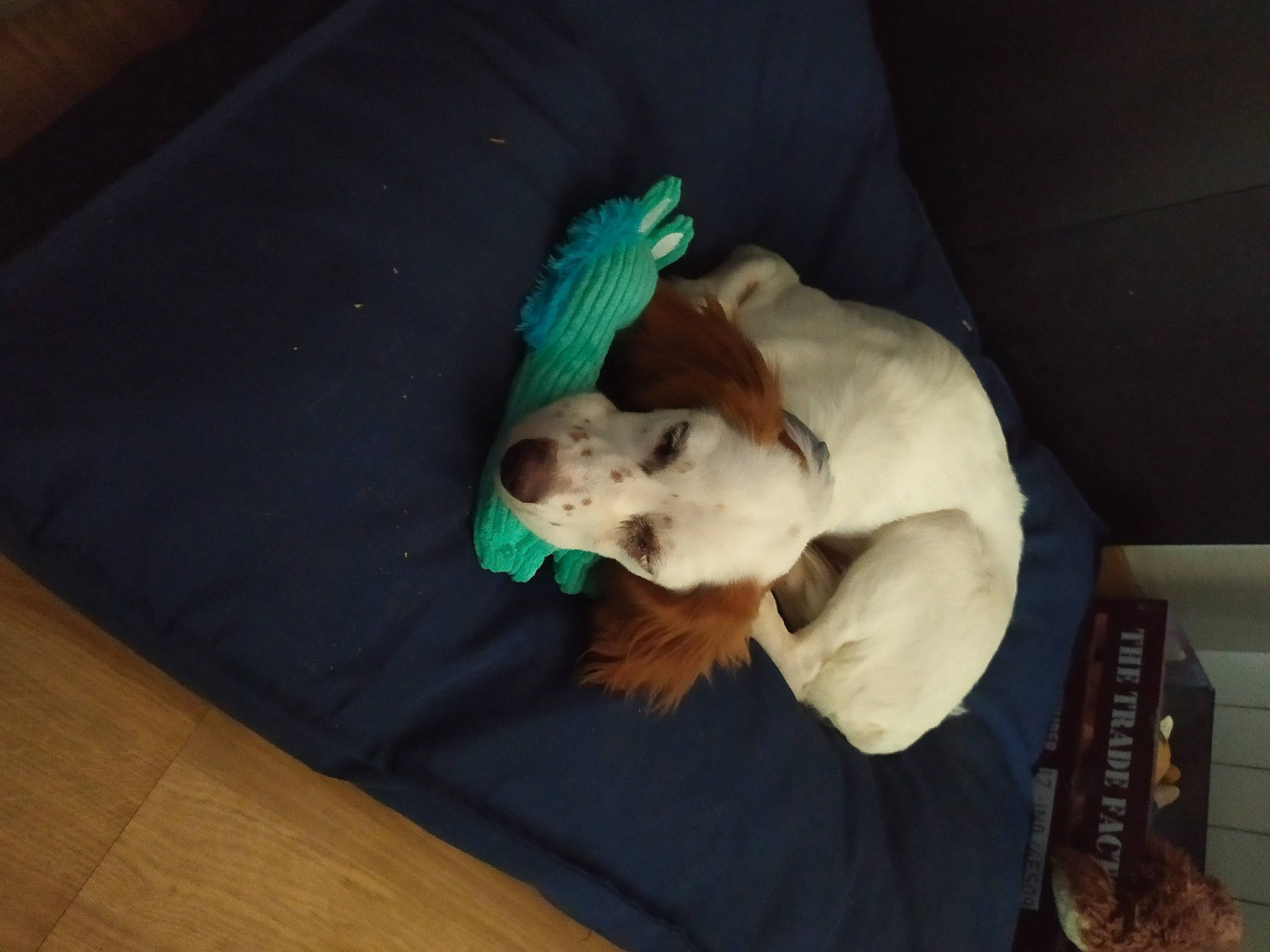 Suki a rejoint le concours — aidez-le/la à gagner de superbes lots ! carnivore, comfort, companion_dog, couch, dog, dog_breed, fawn, felidae, flooring, fur, hardwood, linens, room, small_to_medium_sized_cats, stuffed_toy, tail, toy, whiskers, wood, working_animal