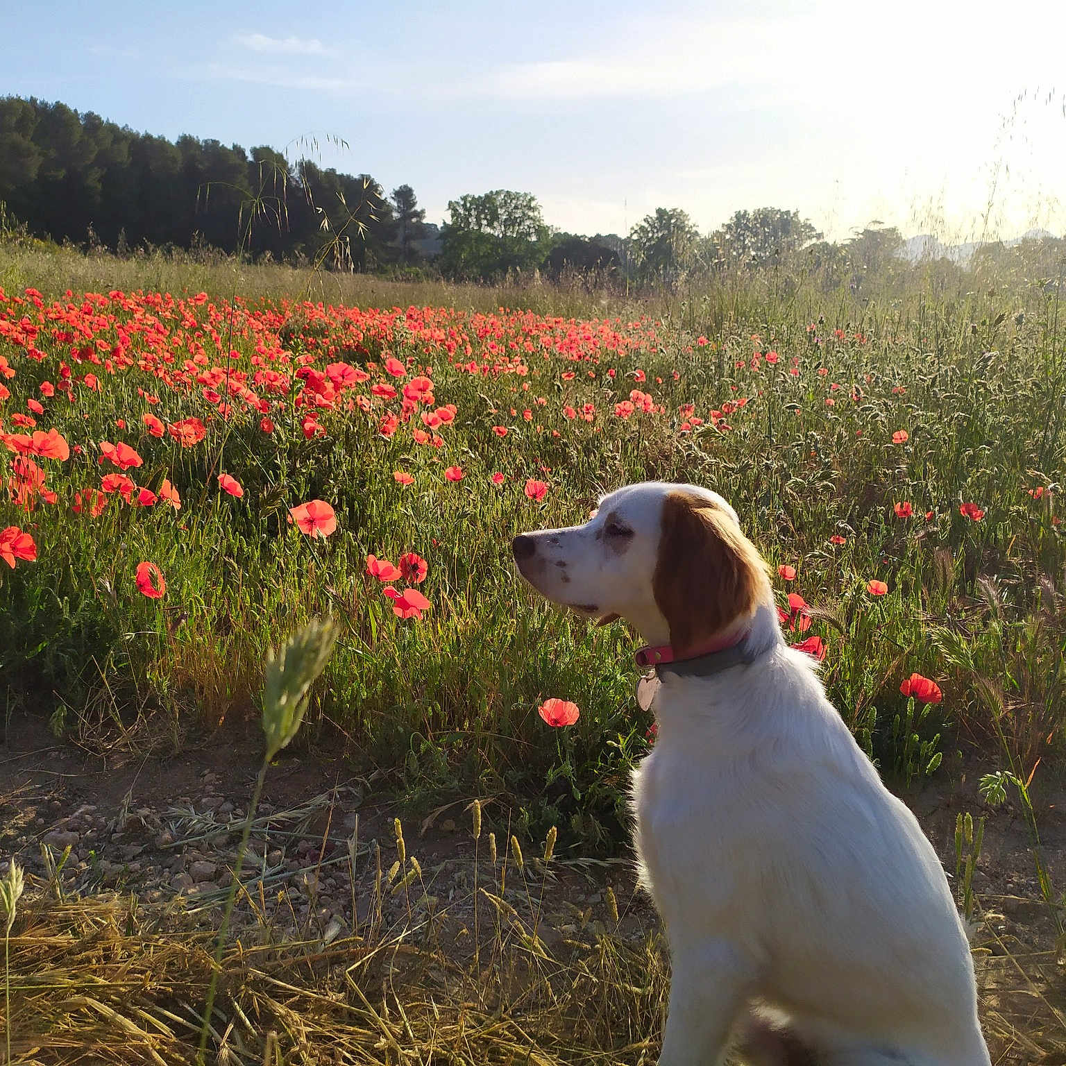 Suki