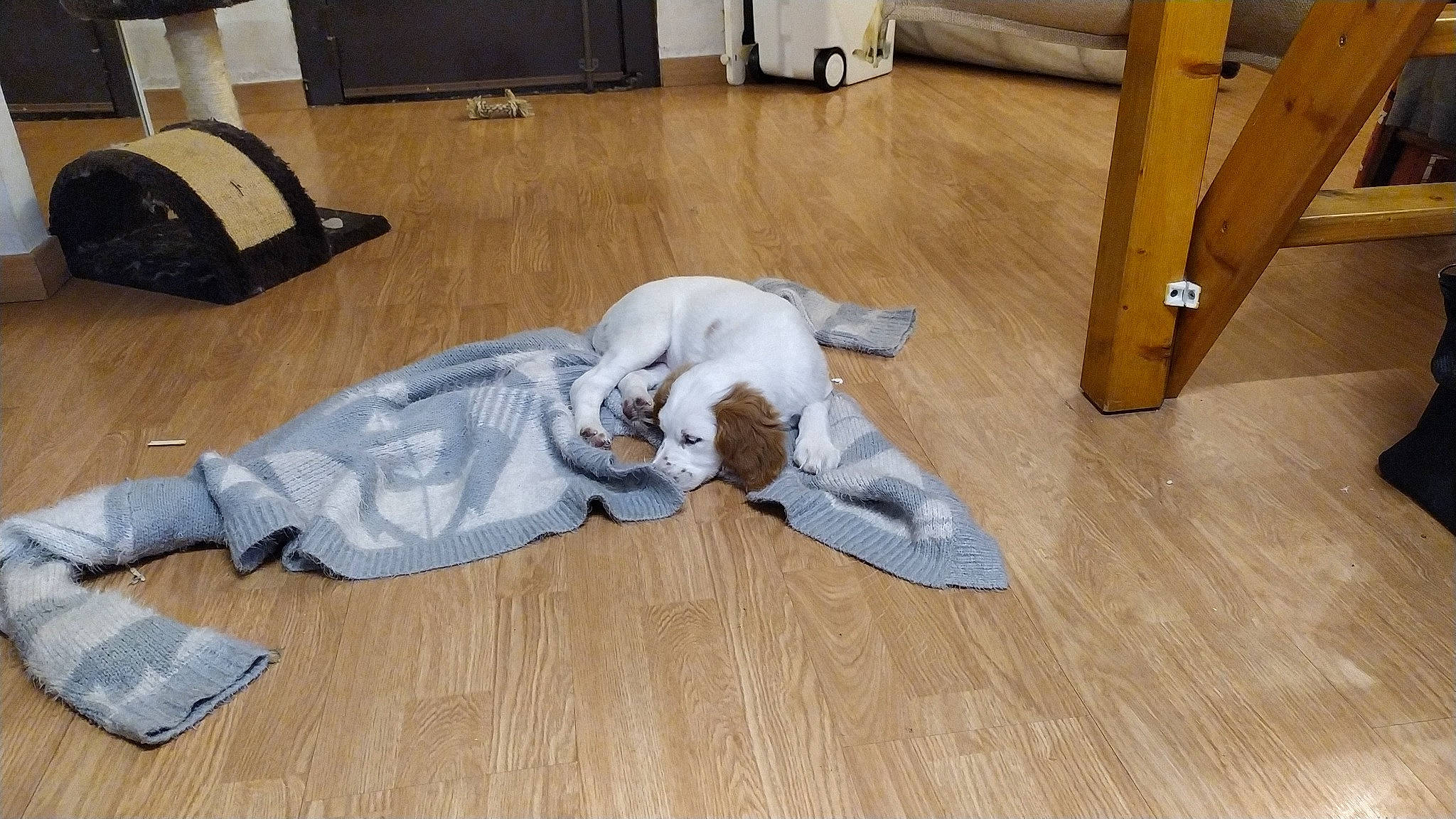 Suki a rejoint le concours — aidez-le/la à gagner de superbes lots ! canidae, carnivore, comfort, companion_dog, dog_breed, fawn, felidae, floor, flooring, fur, hardwood, laminate_flooring, small_to_medium_sized_cats, sneakers, sporting_group, tail, wood, wood_flooring, wood_stain, working_animal