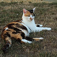 ébène a rejoint le concours — aidez-le/la à gagner de superbes lots ! animal, calico, cat, cute, daylight, domestic, eyes, feline, fur, grass, laying, mammal, nature, outdoor, pet, relaxed, resting, tail, whiskers, wildlife