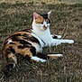 animal, calico, cat, cute, daylight, domestic, eyes, feline, fur, grass, laying, mammal, nature, outdoor, pet, relaxed, resting, tail, whiskers, wildlife