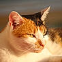 ébène participe au concours pour gagner de l'argent avec cette photo : animal, calico_cat, cat, close_up, detail, ears, eyes, feline, focus, fur, indoor, muzzle, nose, pet, portrait, relaxing, resting, soft_light, sunlight, whiskers