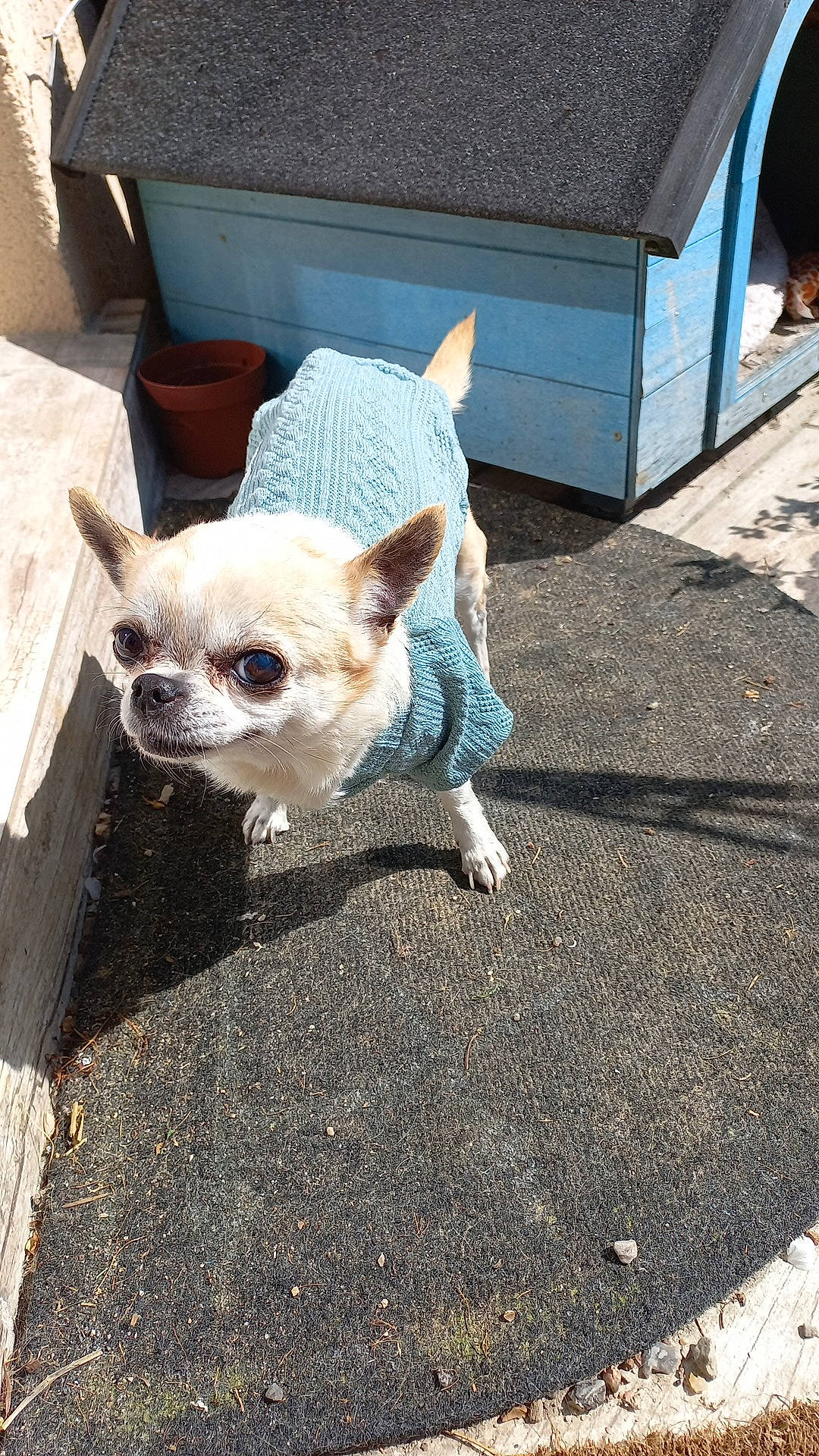 Gaby participe au concours pour gagner de l'argent avec cette photo : canidae, carnivore, chair, companion_dog, dog, dog_breed, eyewear, fashion_accessory, fawn, fur, grass, road, road_surface, snout, sporting_group, sunglasses, toy_dog, whiskers, wood, working_animal