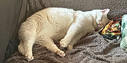 Noucky participe au concours pour gagner de l'argent avec cette photo : cat, sleeping, white_cat, fluffy, cozy, blanket, indoor, resting, cute, pet, feline, fur, relaxed, home, animal, soft, comfort, nap, couch, domestic_cat