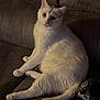 cat, white_cat, pet, animal, feline, indoor, couch, sofa, relaxed, sitting, looking_at_camera, game_controller, camouflage_pattern, furniture, home, cozy, fur, paw, tail, whiskers