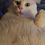 Noucky a rejoint le concours — aidez-le/la à gagner de superbes lots ! cat, white_cat, fluffy, wide_eyes, pink_nose, fur, pet, animal, close_up, indoor, portrait, cute, startled, whiskers, ears, feline, domestic_animal, soft, laying_down, alert