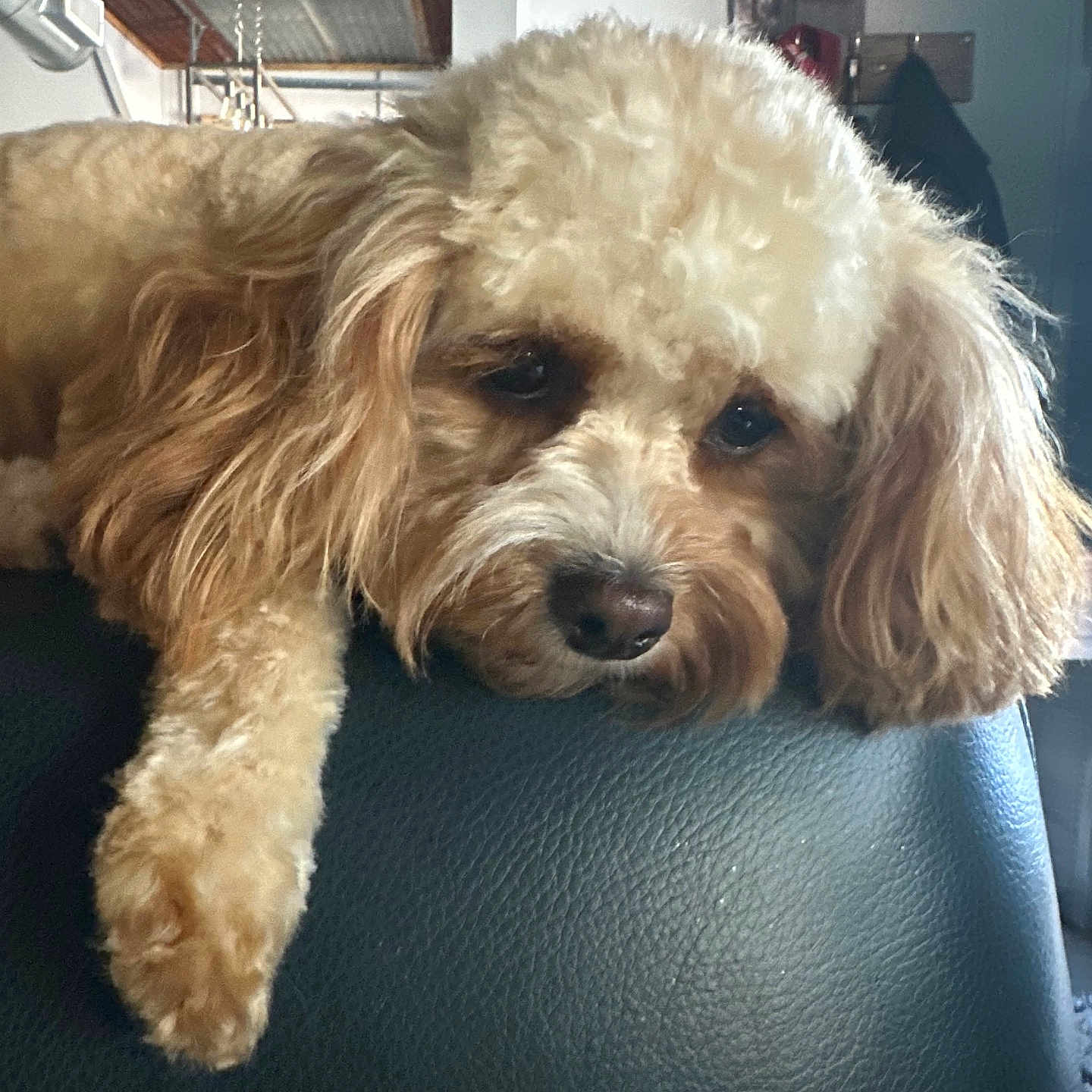 Ellie Mae
