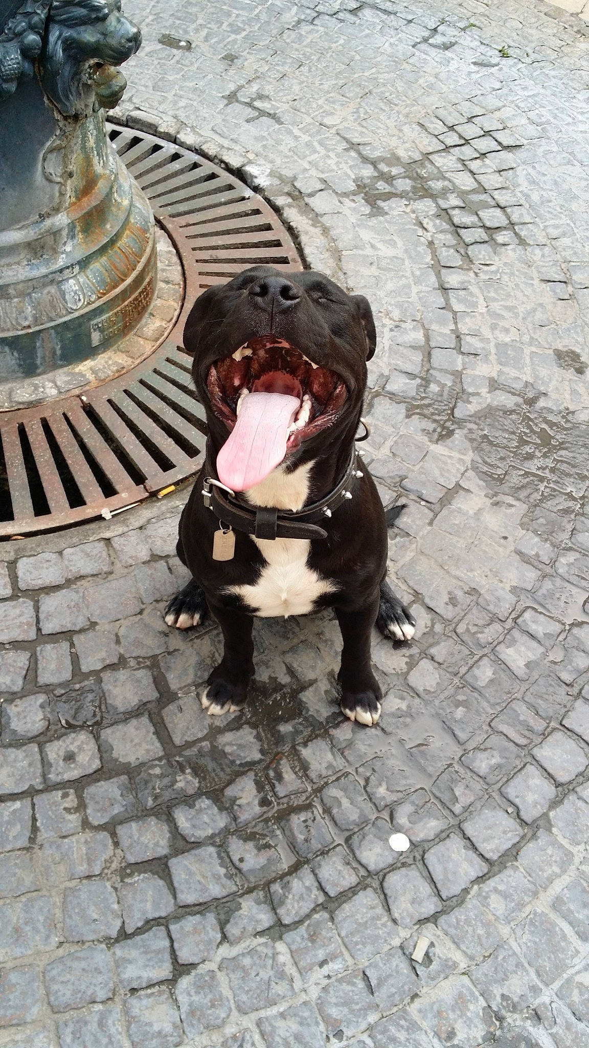 Jaja a rejoint le concours — aidez-le/la à gagner de superbes lots ! american_bulldog, american_pit_bull_terrier, american_staffordshire_terrier, canidae, carnivore, dog, dog_breed, fawn, mammal, molosser, non_sporting_group, pit_bull, rare_breed_dog, snout, sporting_group, staffordshire_bull_terrier, vertebrate