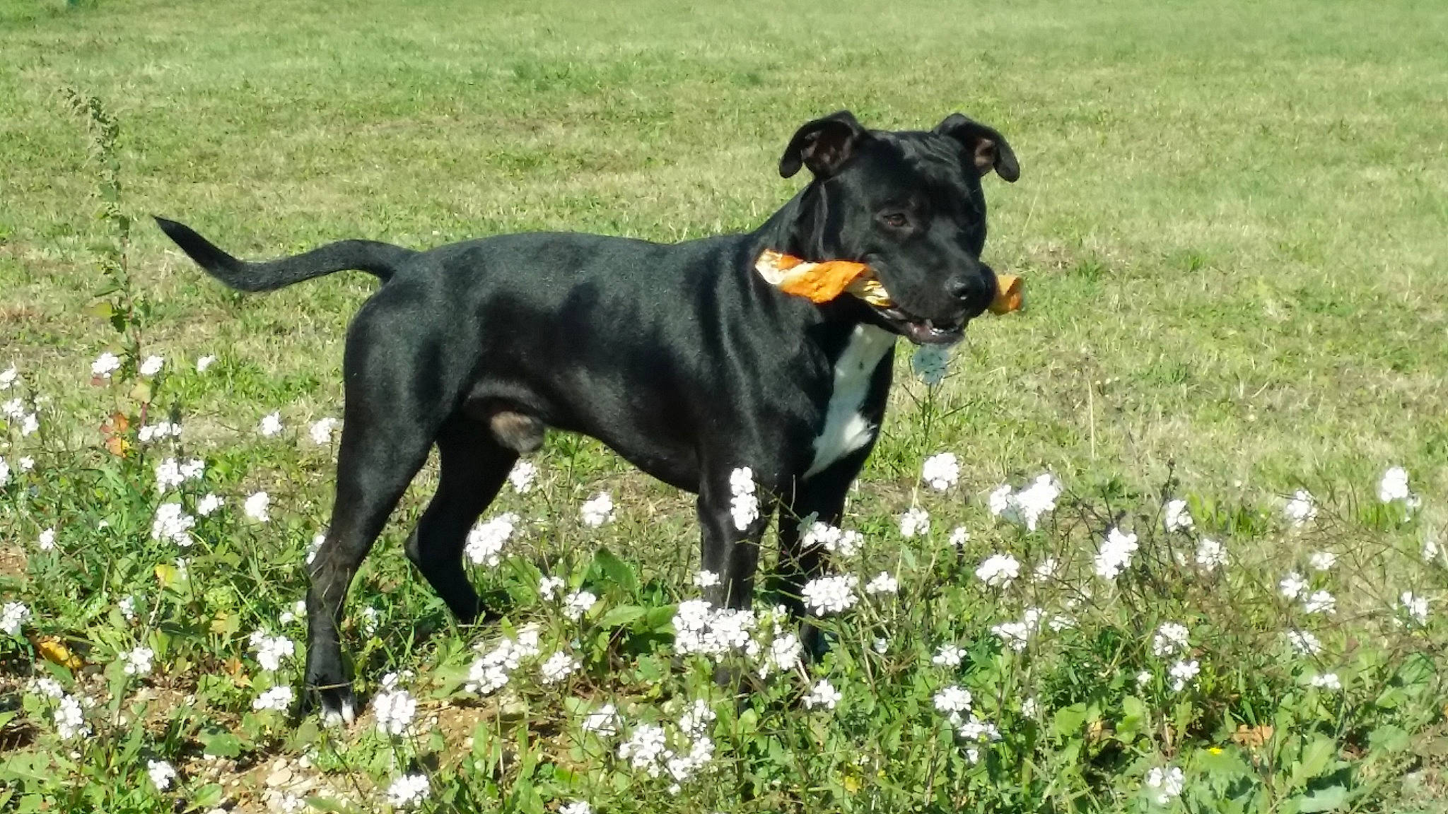 Jaja participe au concours pour gagner de l'argent avec cette photo : alaunt, canidae, carnivore, companion_dog, dog, dog_breed, flower, gladiolus, hunting_dog, mammal, non_sporting_group, old_english_terrier, patterdale_terrier, plant, rare_breed_dog, sporting_group, terrier, vertebrate