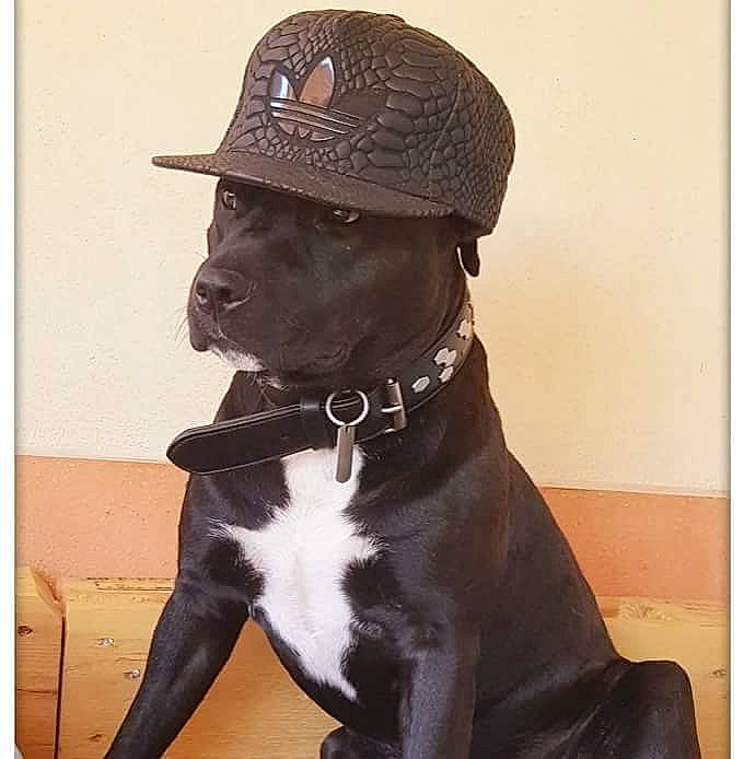 Jaja participe au concours pour gagner de l'argent avec cette photo : american_pit_bull_terrier, american_staffordshire_terrier, bandog, cane_corso, canidae, carnivore, companion_dog, costume_accessory, costume_hat, dog, dog_breed, fashion_accessory, guard_dog, hat, headgear, non_sporting_group, pit_bull, sporting_group