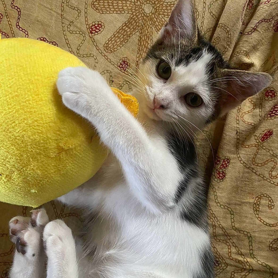Yuki participe au concours pour gagner de l'argent avec cette photo : abyssinian, animal, blanket, cat, couch, cushion, furniture, homedecor, kitten, manx, pet