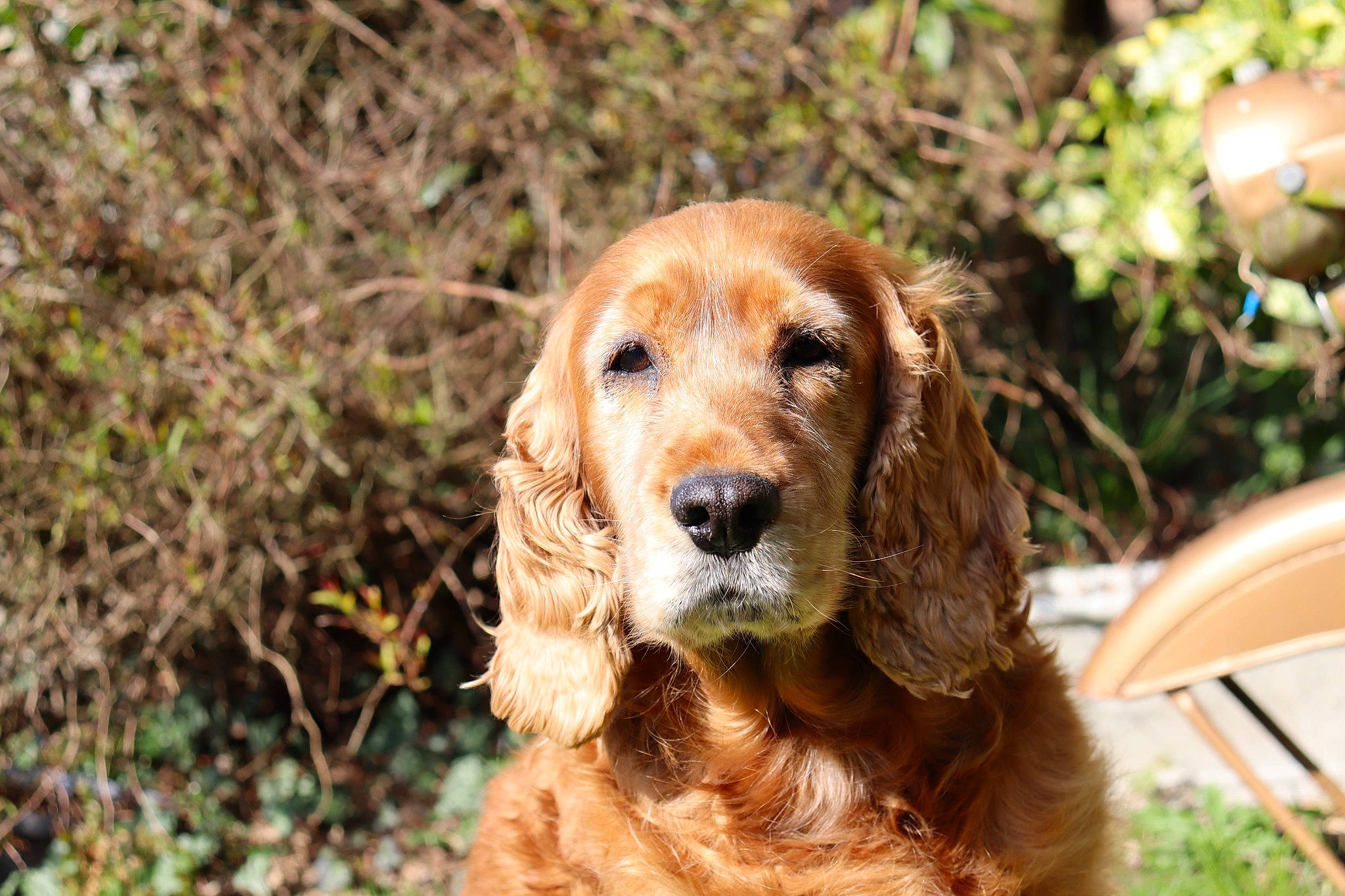 Ines a rejoint le concours — aidez-le/la à gagner de superbes lots ! canidae, carnivore, companion_dog, dog, dog_breed, fawn, forest, fur, grass, gun_dog, hunting_dog, liver, plant, snout, spaniel, sporting_group, terrestrial_animal, tree, wildlife, wood