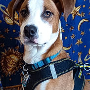Swanie participe au concours pour gagner de l'argent avec cette photo : animal, background, blue, brown_and_white, canine, collar, cute, decor, dog, ears, face, gold, harness, indoor, moon, pet, portrait, sitting, stars, sun