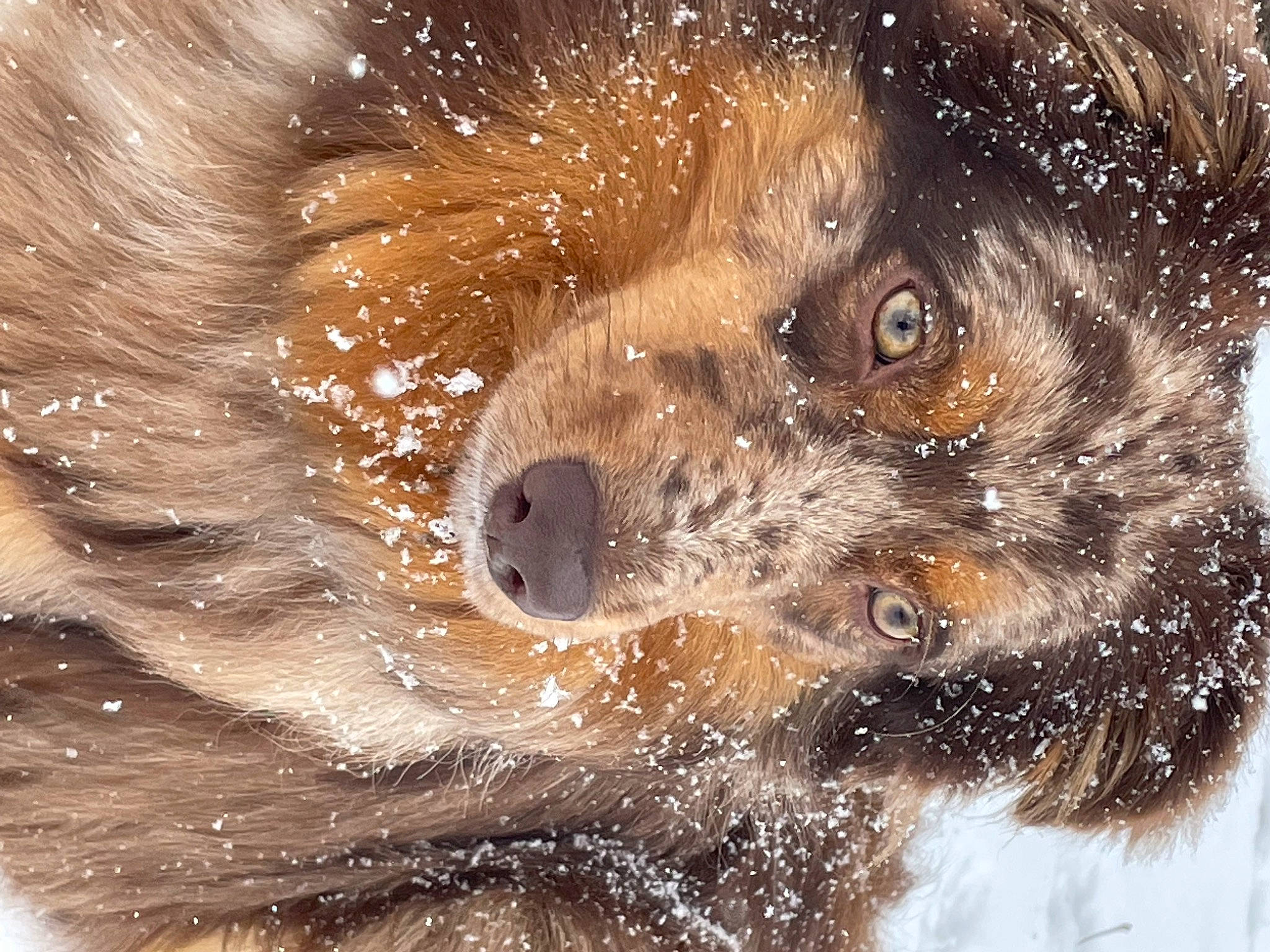 Weasley is registered to the contest to win money with this photo: border_terrier, canidae, carnivore, close_up, companion_dog, dog, dog_breed, fawn, fur, hedgehog, snout, snow, sporting_group, terrestrial_animal, terrier, toy_dog, whiskers, wildlife, winter, working_animal