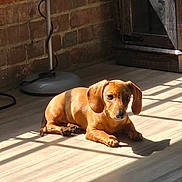 Kayak joined the competition — help win amazing prizes! animal, brick_wall, brown, cabinet, cozy, curious, dachshund, dog, ears, floor_lamp, indoor, paw, pet, puppy, relaxed, shadow, sitting, small_dog, sunlight, wooden_floor