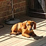 animal, brick_wall, brown, cabinet, cozy, curious, dachshund, dog, ears, floor_lamp, indoor, paw, pet, puppy, relaxed, shadow, sitting, small_dog, sunlight, wooden_floor