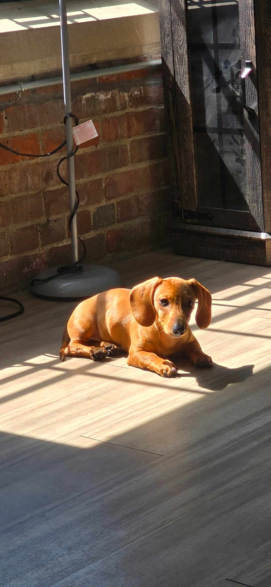 Kayak joined the competition — help win amazing prizes! animal, brick_wall, brown, cabinet, cozy, curious, dachshund, dog, ears, floor_lamp, indoor, paw, pet, puppy, relaxed, shadow, sitting, small_dog, sunlight, wooden_floor