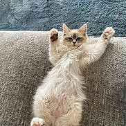Aspen participe au concours pour gagner de l'argent avec cette photo : cat, kitten, fluffy, fur, belly, paws, pink_paw_pads, lying_down, upside_down, playful, cute, pet, animal, indoor, couch, sofa, home, portrait, raised_paws, relaxed