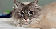 Aspen participe au concours pour gagner de l'argent avec cette photo : cat, fluffy, long_hair, blue_eyes, pet, animal, feline, portrait, close_up, lying_down, relaxed, whiskers, ears, fur, indoors, bedding, soft, gray, cream, photography