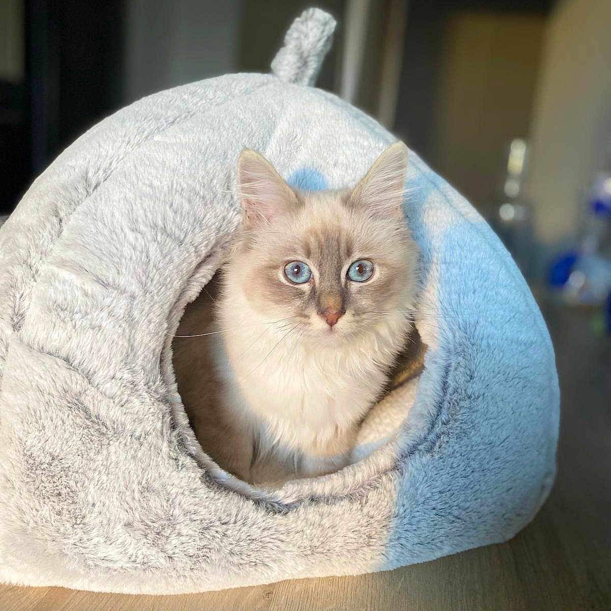 Aspen participe au concours pour gagner de l'argent avec cette photo : cat, kitten, pet, fluffy, long_hair, blue_eyes, sitting, portrait, indoors, pet_bed, cozy, plush, soft, blue, white, cream, wooden_floor, home, animal, cute