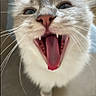 Aspen a rejoint le concours — aidez-le/la à gagner de superbes lots ! cat, kitten, cream_fur, blue_eyes, open_mouth, tongue, fangs, pink_nose, whiskers, close_up, portrait, funny, cute, expressive, furry, pet, animal, indoor, vertical, photography